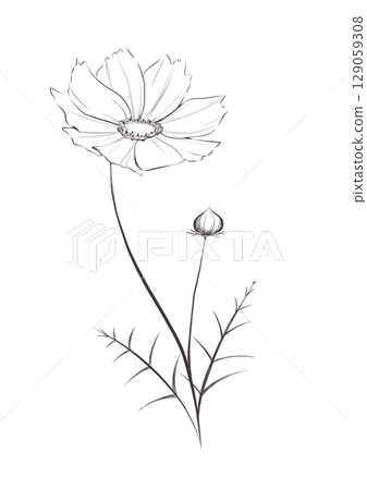 Cosmos line drawing 129059308