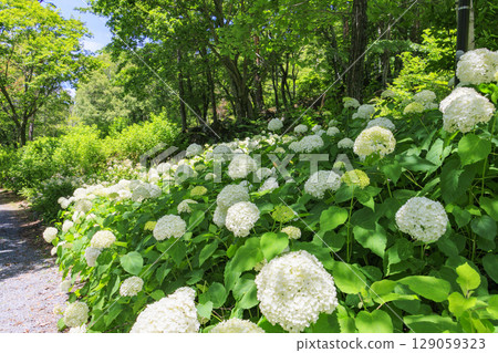 Fujimi Kogen Resort Shirakaba area in full bloom 129059323