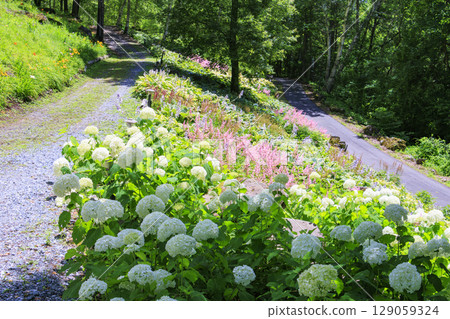 富士見高原度假村白樺地區盛開 129059324