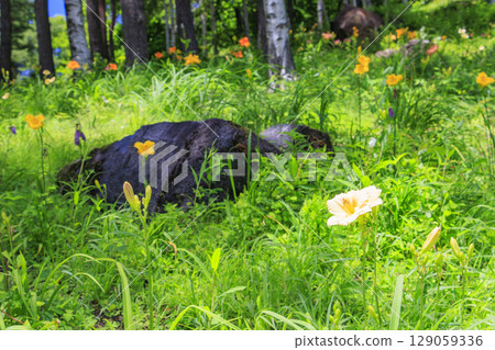 Fujimi Kogen Resort Shirakaba area in full bloom 129059336