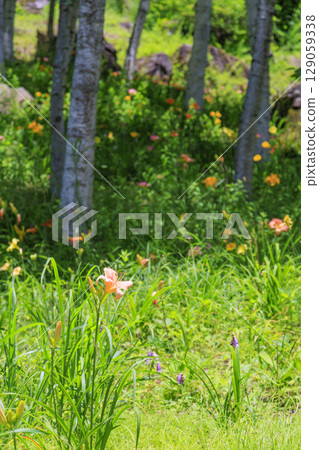 富士見高原度假村白樺地區盛開 129059338