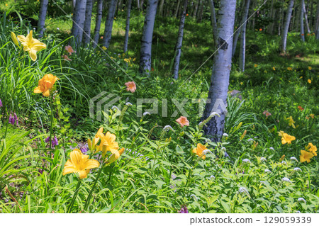 Fujimi Kogen Resort Shirakaba area in full bloom 129059339