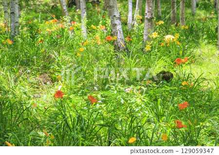 Fujimi Kogen Resort Shirakaba area in full bloom 129059347