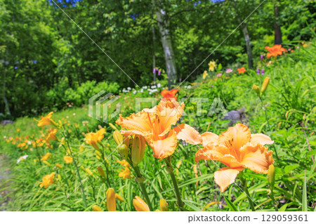 富士見高原度假村白樺地區盛開 129059361