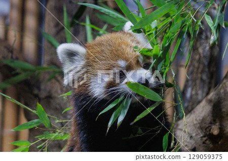 Lesser panda eating bamboo leaves 129059375