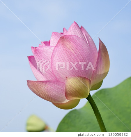 The beautiful lotus flowers are about to bloom, blooming from below towards the blue sky The beautiful lotus flowers are about to bloom, blooming from below towards the blue sky 129059382