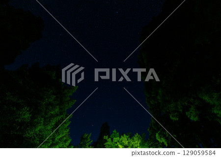 從樹林裡看到的星空 129059584