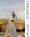 Meerkat begging for food 129059662