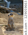 Meerkat begging for food 129059663