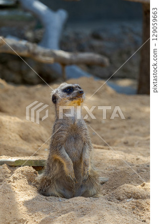 Meerkat begging for food Meerkat begging for food 129059663