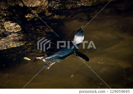 St Kilda Pier and Penguins in Melbourne Australia 129059695