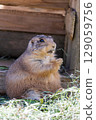 Prairie dogs to eat grass 129059756