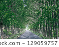 A road surrounded by green 129059757