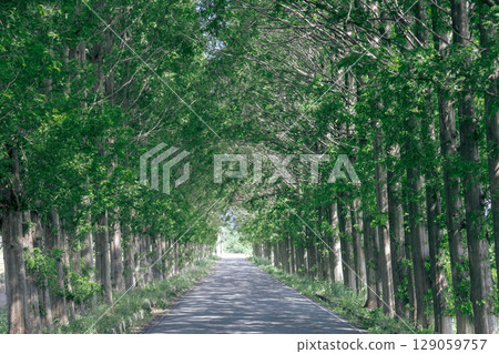 綠色環繞的道路 129059757