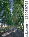 A road surrounded by green 129059758