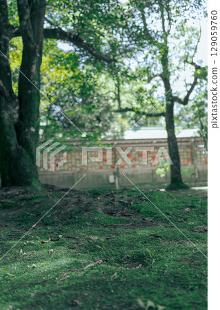 Road where moss grew 129059760