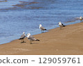 Seagulls searching for food on the beach 129059761