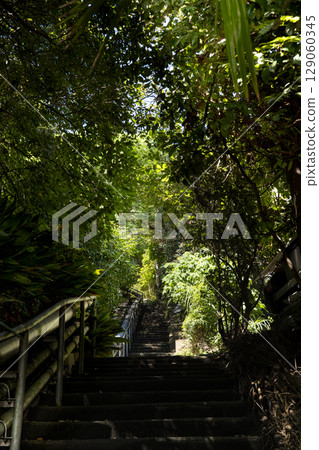 神秘的森林樓梯 129060345