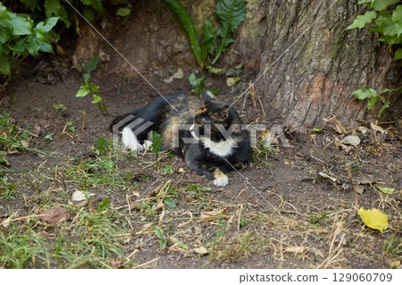 A Beautiful Calico Cat is Found Relaxing Comfortably Under a Shady Tree in Nature 129060709
