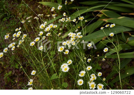 Wildflowers are in full bloom, surrounded by lush, vibrant greenery that creates a stunning scene Wildflowers are in full bloom, surrounded by lush, vibrant greenery that creates a stunning scene 129060722