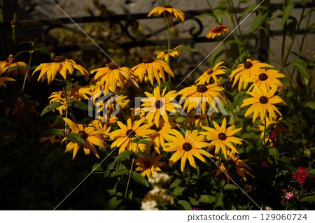 A collection of vibrant yellow flowers blooming beautifully in a sunlit garden area 129060724