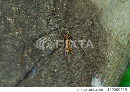 Spotted longhorn beetle (Spotted longhorn beetle) 129060729