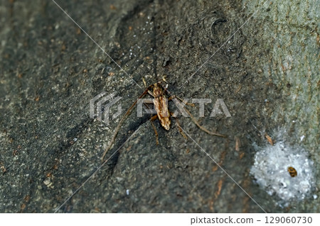 Spotted longhorn beetle (Spotted longhorn beetle) 129060730