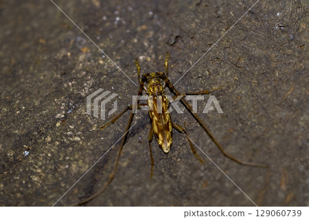 Spotted longhorn beetle (Spotted longhorn beetle) 129060739