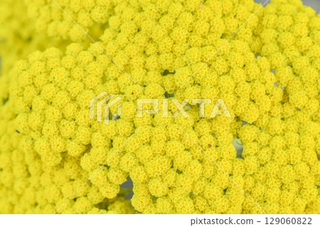 Achillea filipendulina - common names yarrow, fernleaf yarrow, milfoil, nosebleed - is an Asian species of flowering herbaceous perennial plants in the sunflower family, native to central and Achillea filipendulina - common names yarrow, fernleaf yarrow, milfoil, nosebleed - is an Asian species of flowering herbaceous perennial plants in the sunflower family, native to central and 129060822