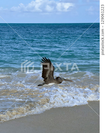 A brown pelican glides above the shoreline of a tropical Caribbean Aruba beach 129061223