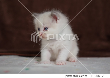 1 month old ragdoll kitten standing on the blanket, domestic cat 1 month old ragdoll kitten standing on the blanket, domestic cat 129061299