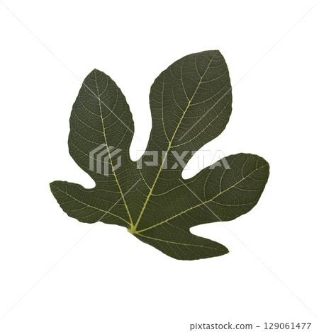 Fig tree leaf with patches of sun, cultivated garden Mediterranean fruit plant, isolated object cut out with clipping path, soft selective focus 129061477