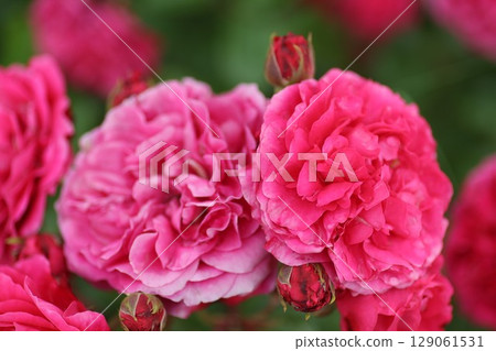 Beeffer's Rose Beeffer's Rose 129061531
