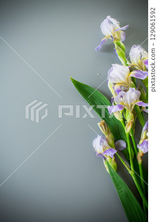 Iris flowers with lilac-colored petals Iris flowers with lilac-colored petals 129061592
