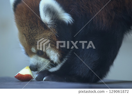 A red panda is careful when eating an apple 129061872