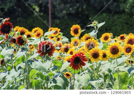 Umami Hill Park Sunflowers in full bloom and summer flowers Umami Hill Park Sunflowers in full bloom and summer flowers 129061903
