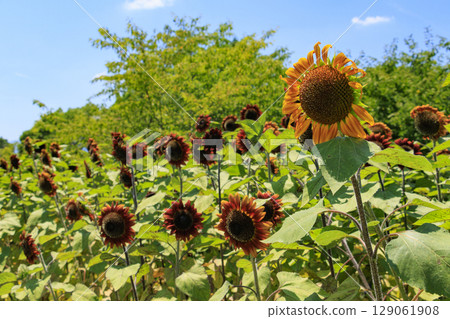鮮味山公園向日葵盛開，夏花盛開 129061908