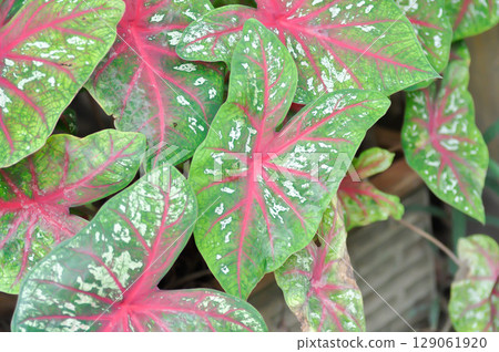 Caladium, Caladium Bicolor Vent or Caladium bicolor Caladium, Caladium Bicolor Vent or Caladium bicolor 129061920