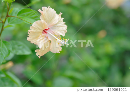 Chinese rose or Hibiscus or Hibiscus rosa sinensis or Hibisceae or Malvaceae , white hibiscus or cream coloured flower or beige flower Chinese rose or Hibiscus or Hibiscus rosa sinensis or Hibisceae or Malvaceae , white hibiscus or cream coloured flower or beige flower 129061921