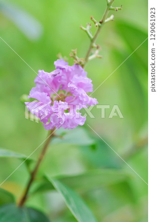 crape myrtle, crepe myrtle or Lagerstroemia floribunda Jack or Lagerstroemia sp or LYTHRACEAE or Thai crape myrtle or purple flower 129061923