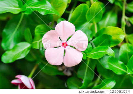 Catharanthus roseus G Don ,APOCYNACEAE or Madagascar periwinkle or Vinca or Old maid Catharanthus roseus G Don ,APOCYNACEAE or Madagascar periwinkle or Vinca or Old maid 129061924