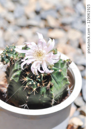 Gymnocalycium ,Gymnocalycium mihanovichii or gymnocalycium mihanovichii variegated with flower or cactus flower 129061925