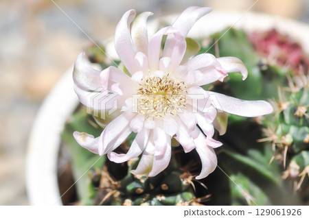 Gymnocalycium ,Gymnocalycium mihanovichii or gymnocalycium mihanovichii variegated with flower or cactus flower Gymnocalycium ,Gymnocalycium mihanovichii or gymnocalycium mihanovichii variegated with flower or cactus flower 129061926