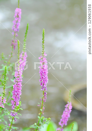 LYTHRACEAE, Lythrum salicaria or Lythrum salicaria L and hybrid or Purple Loosestrife or purple lythrum or spiked loosestrife or purple flower or violet flower LYTHRACEAE, Lythrum salicaria or Lythrum salicaria L and hybrid or Purple Loosestrife or purple lythrum or spiked loosestrife or purple flower or violet flower 129061938