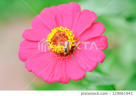 Zinnia violacea Cav, Z violacea or Plantae, Asteraceae or Magnoliopsida or Zinnia violacea or fuchsia flower and bee 129061941