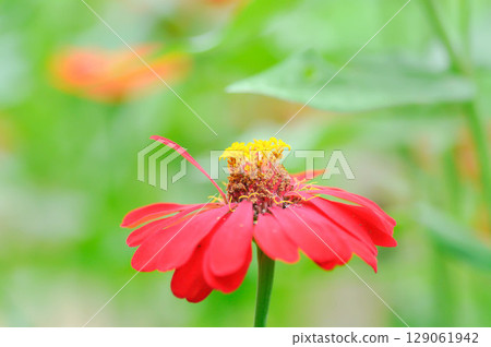 Zinnia violacea Cav, Z violacea or Plantae, Asteraceae or Magnoliopsida or Zinnia violacea or red flower 129061942