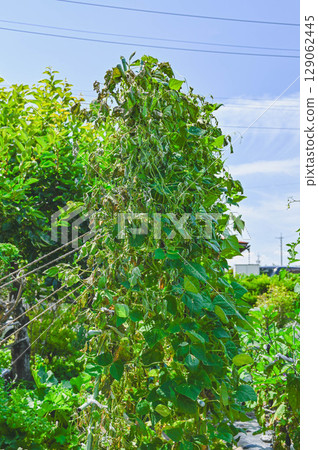 Moroccan beans withered on one side in an instant due to a lightning strike and tornado 129062445