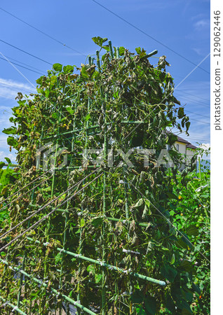 Moroccan beans withered in an instant due to lightning strikes and tornadoes Moroccan beans withered in an instant due to lightning strikes and tornadoes 129062446