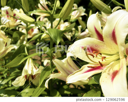 Beautiful lily flower Beautiful lily flower 129062596