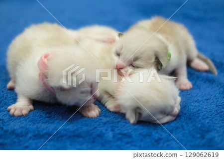 Newborn 1 week old ragdoll kittens sleeping with eyes closed on the blanket, domestic cat Newborn 1 week old ragdoll kittens sleeping with eyes closed on the blanket, domestic cat 129062619